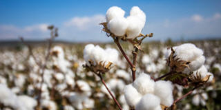 Cotton (Baumwolle) Futures und CFD.
